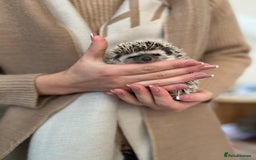 Pygmy Hedgehog rodents for sale: Hedgehog for rehoming  - Image 5