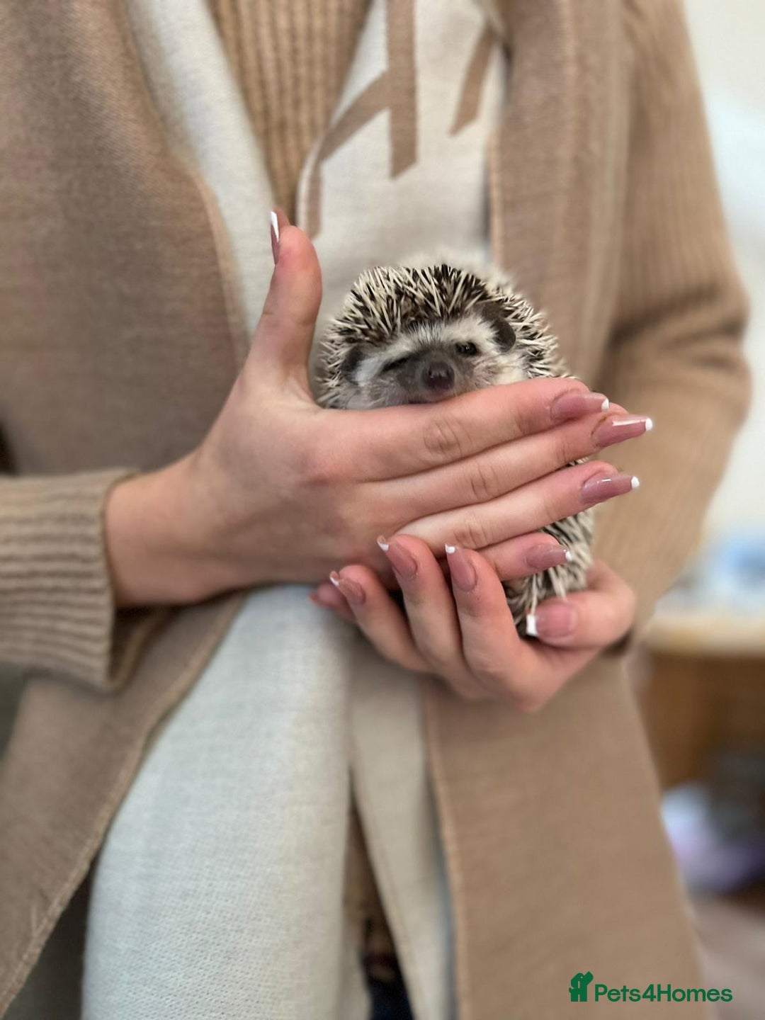 Pygmy Hedgehog rodents for sale: Hedgehog for rehoming  - Image 5