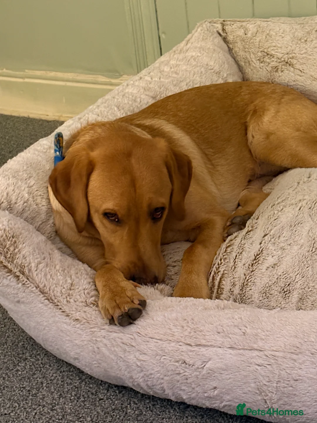 Labrador Retriever dogs for sale: Male 9 month labrador - Advert 12