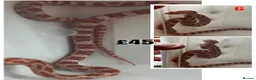 Corn Snake reptiles for sale: Baby Corn Snakes 🐍  - Advert 31