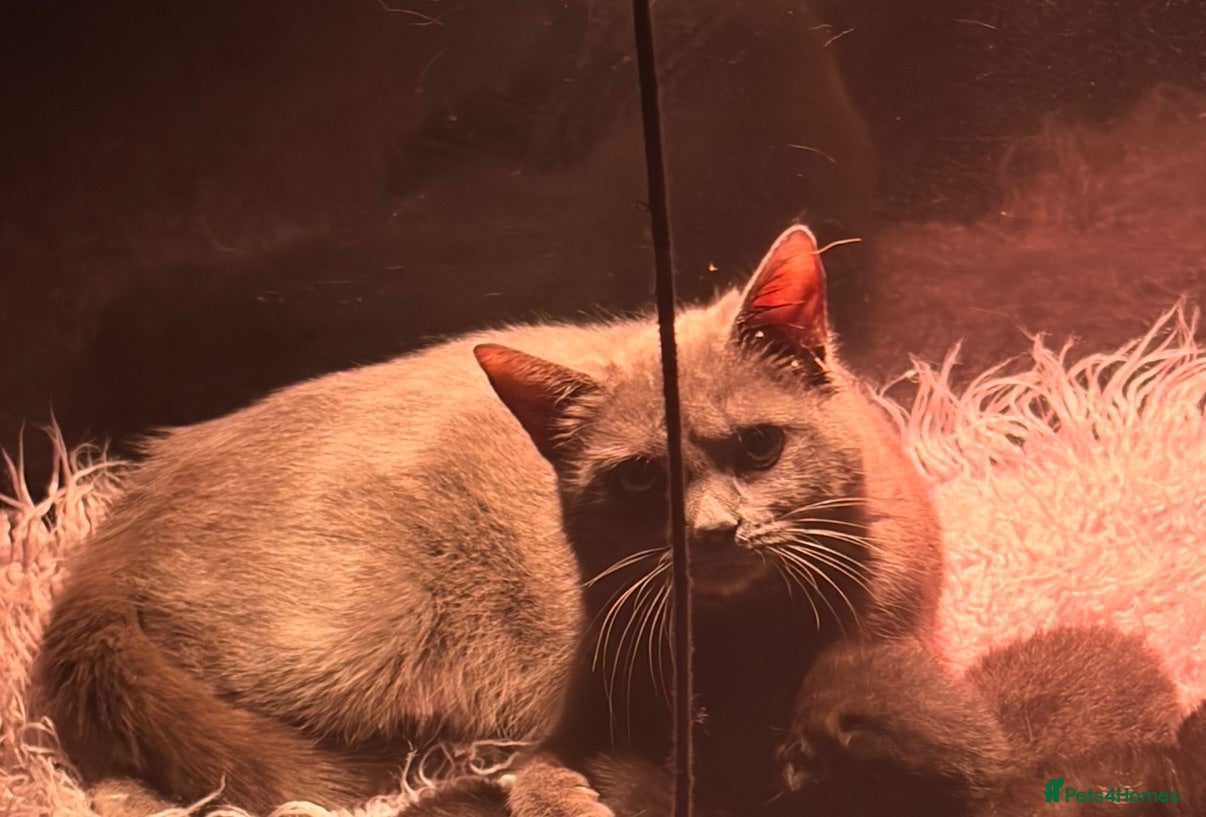 Mixed Breed cats Gorgeous marked kittens - Advert 3