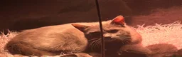 Mixed Breed cats for sale: Gorgeous marked kittens - Advert 1