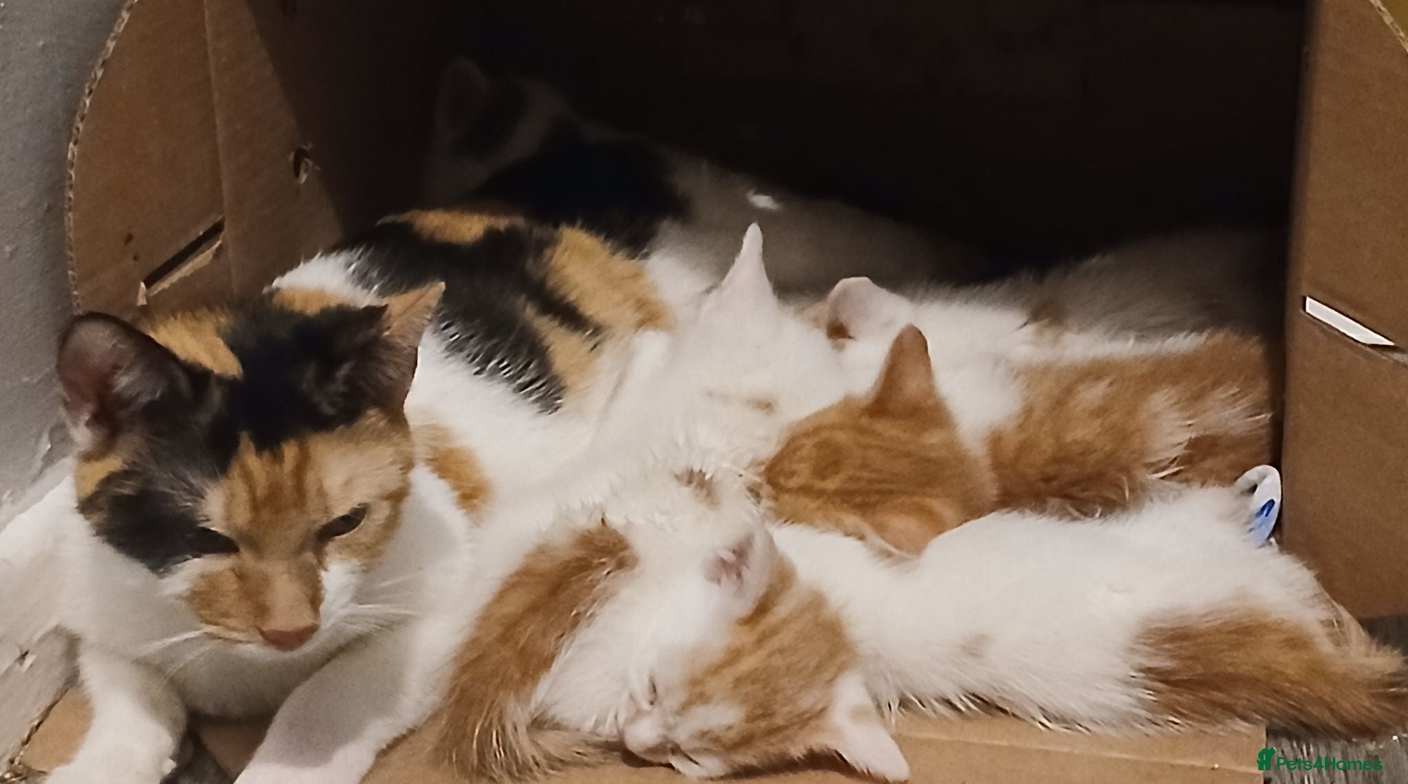 Mixed Breed cats Beautiful kittens looking for a new sofa  - Advert 1