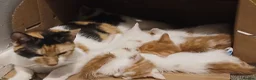 Mixed Breed cats for sale: Beautiful kittens looking for a new sofa  - Advert 1