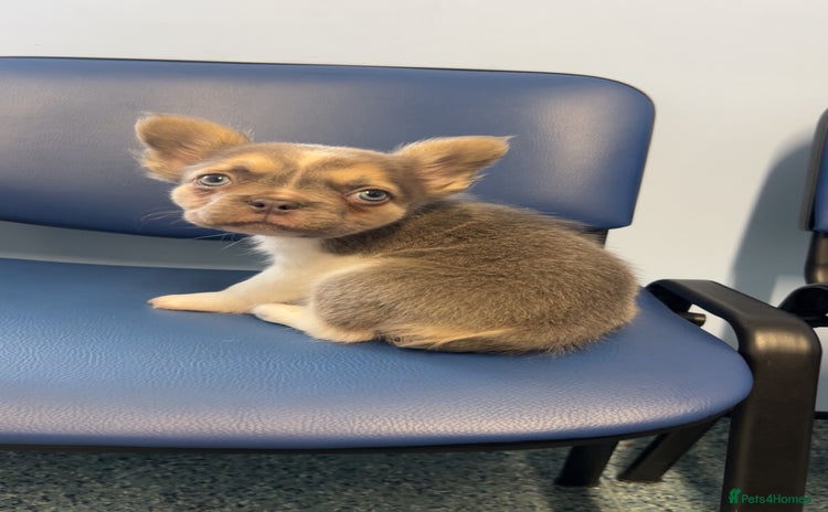 French Bulldog dogs - Advert 4