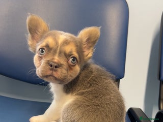 French Bulldog dogs - Advert 2