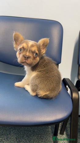 French Bulldog dogs - Advert 4