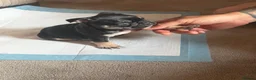 Frug dogs for sale: French bulldog x frug - Advert 9