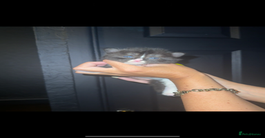 Maine Coon cats - Advert 2