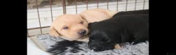 Labrador Retriever dogs for sale: Gorgeous kc registered Labrador puppies - Advert 2