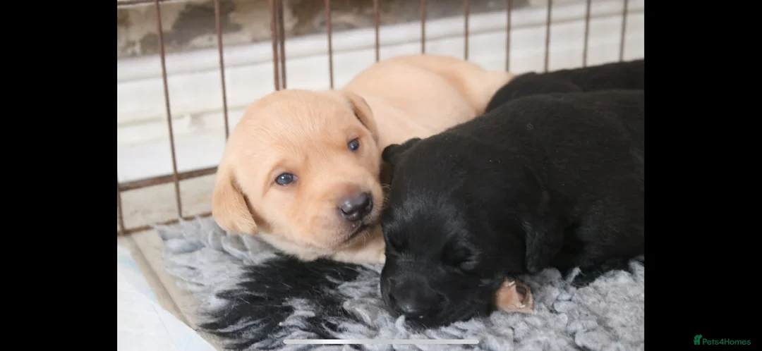 Labrador Retriever dogs for sale: Gorgeous kc registered Labrador puppies - Advert 2