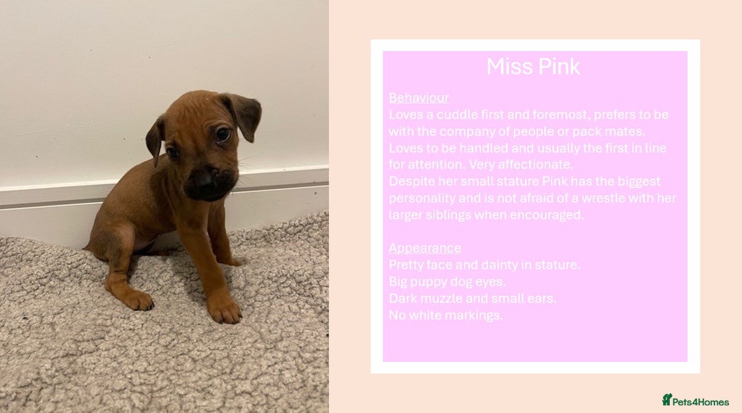 Rhodesian Ridgeback dogs for sale: Pedigree Ridgeback Puppies - READY FOR VIEWING in Scunthorpe - Image 5