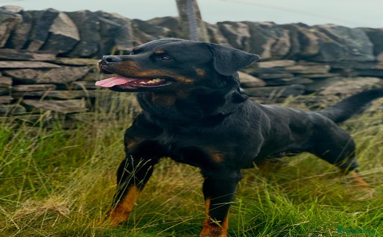 Rottweiler dogs in Coventry - Advert 2