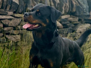 Rottweiler dogs in Coventry - Advert 13