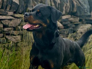 Rottweiler dogs KC Proven 5* stud in Coventry - Advert 6