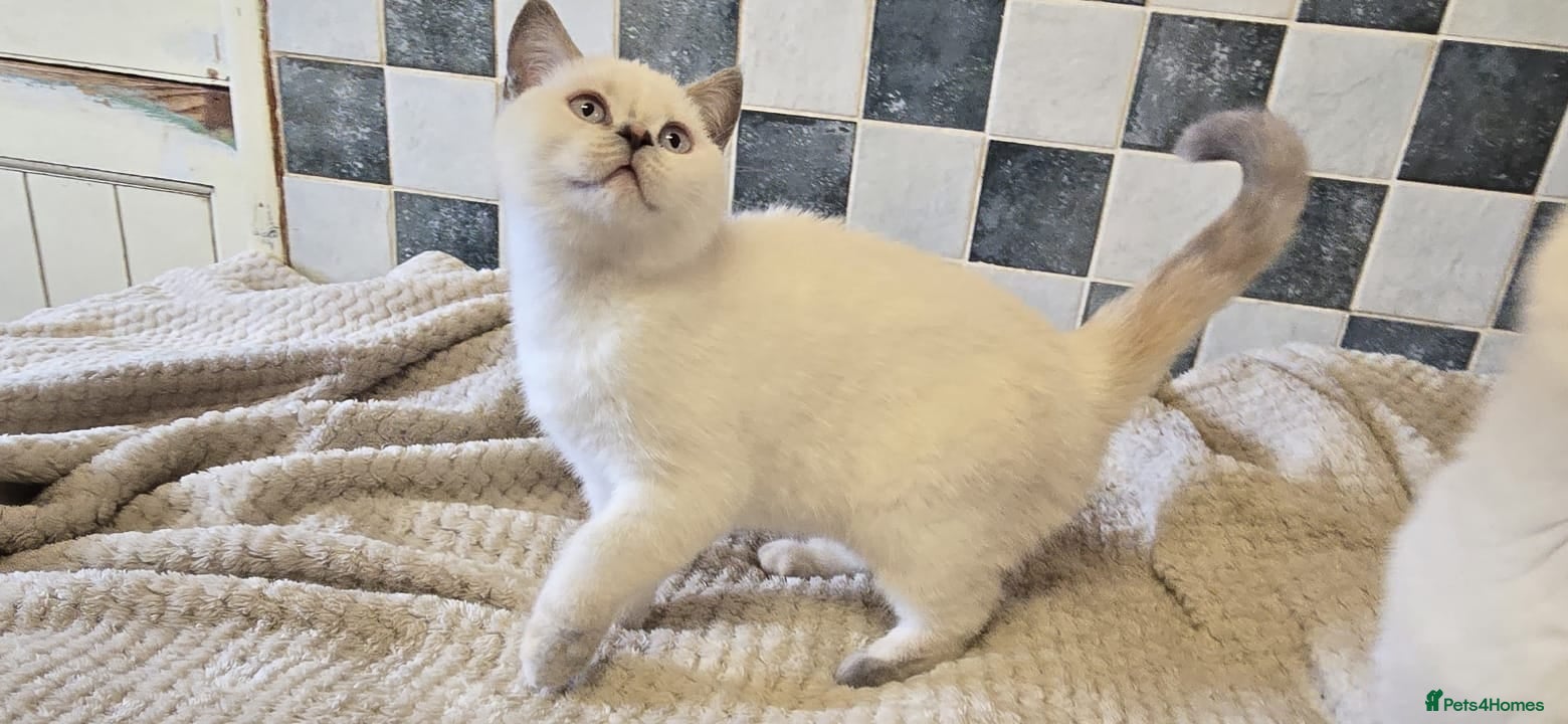 British Shorthair cats Beautiful British shorthair kittens - Advert 2