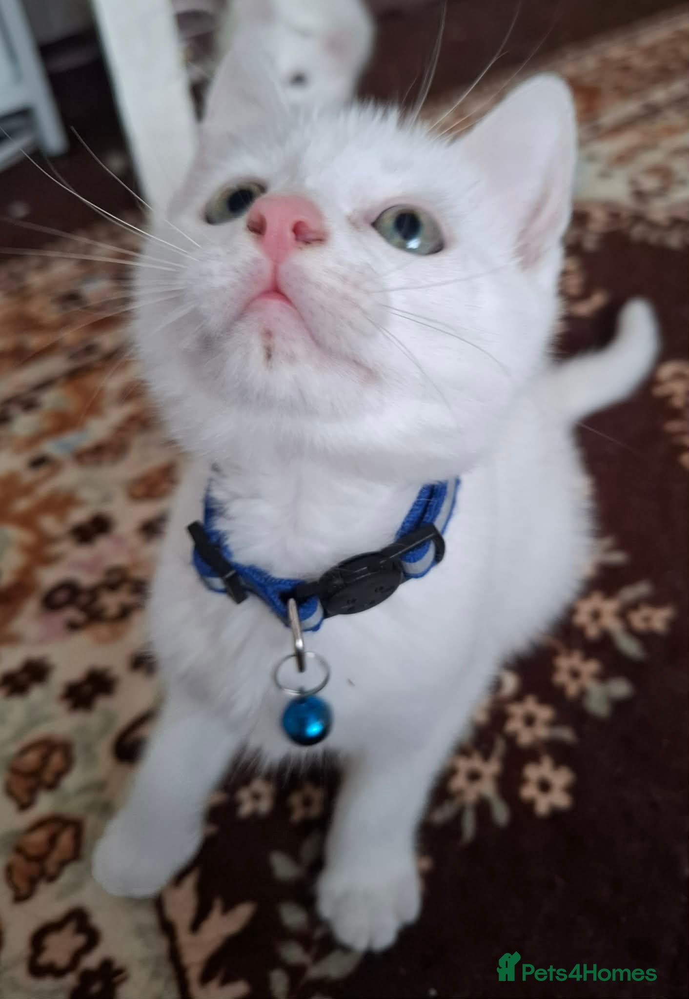 Mixed Breed cats for sale: 3 White Boy Kittens For Sale - Advert 7