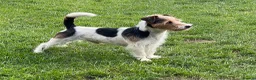 Jack Russell dogs for stud: Jack Russell for Stud - Advert 1