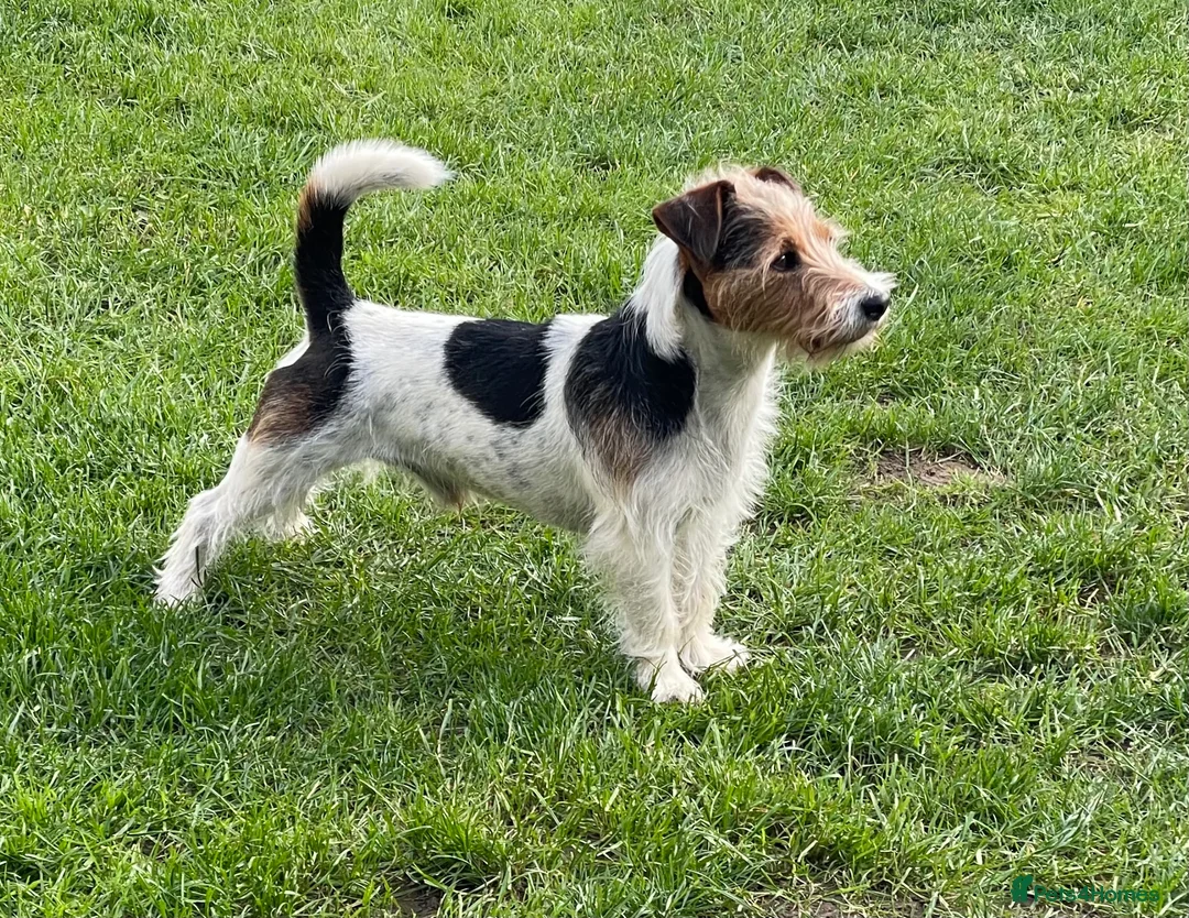 Jack Russell dogs for stud: Jack Russell for Stud - Advert 1