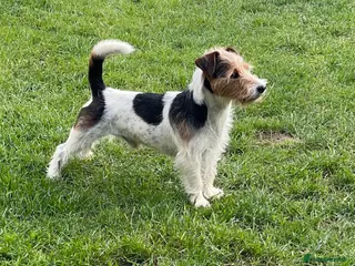 Jack Russell dogs Jack Russell for Stud - Advert 3