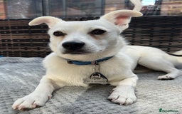 Mixed Breed dogs for adoption: 💚 Cute Ivy is Ready for her forever home! - Image 8