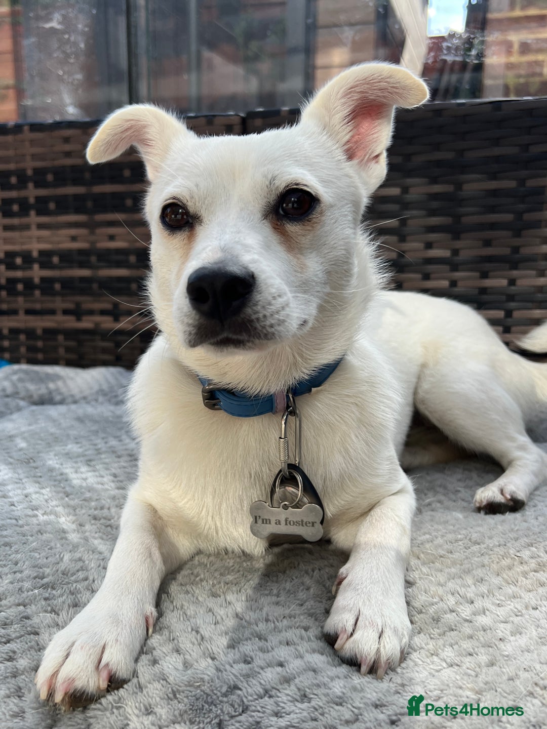 Mixed Breed dogs for adoption: 💚 Cute Ivy is Ready for her forever home! - Image 8