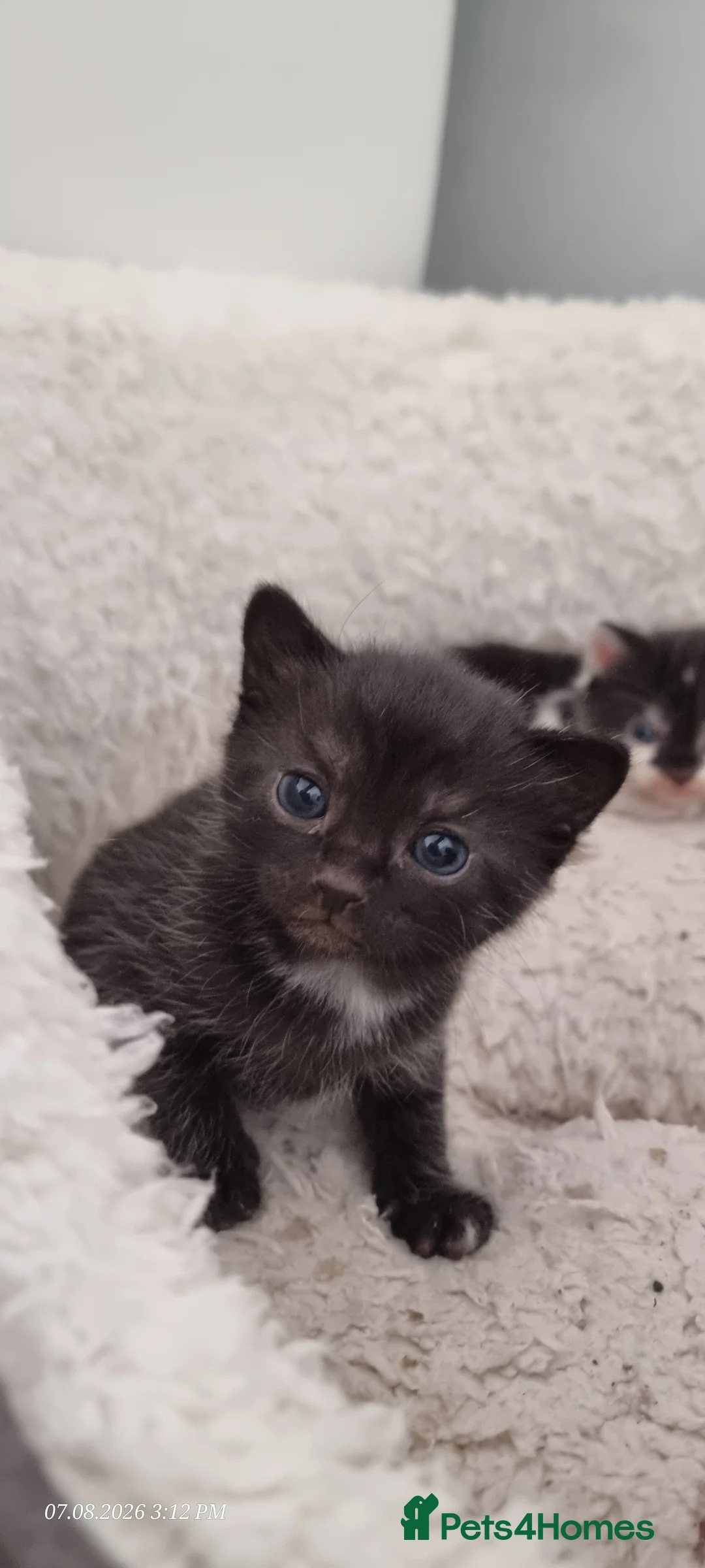 Mixed Breed cats for sale: 4 Adorable Kittens Looking for a Loving home - Advert 2