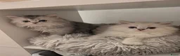 British Longhair cats for sale: British Long hair 1 Boy and 1 Girl left💙♥️ - Advert 2
