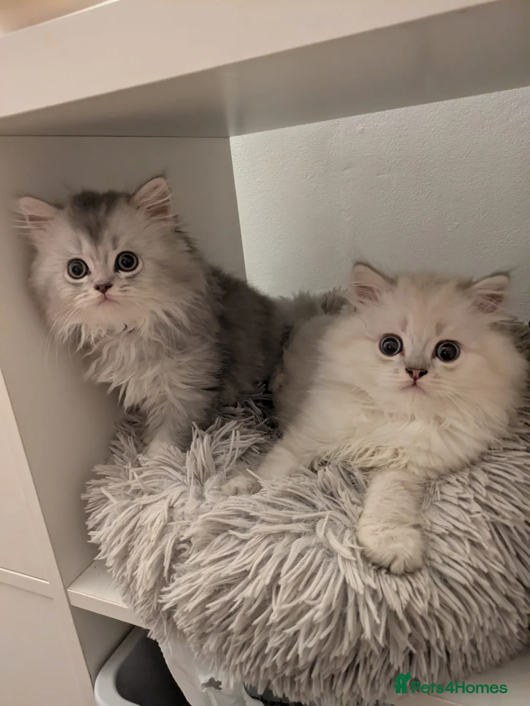 British Longhair cats for sale: British Long hair 1 Boy and 1 Girl left💙♥️ - Advert 2
