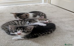 Mixed Breed cats for sale: Kittens looking for a loving home! - Image 5