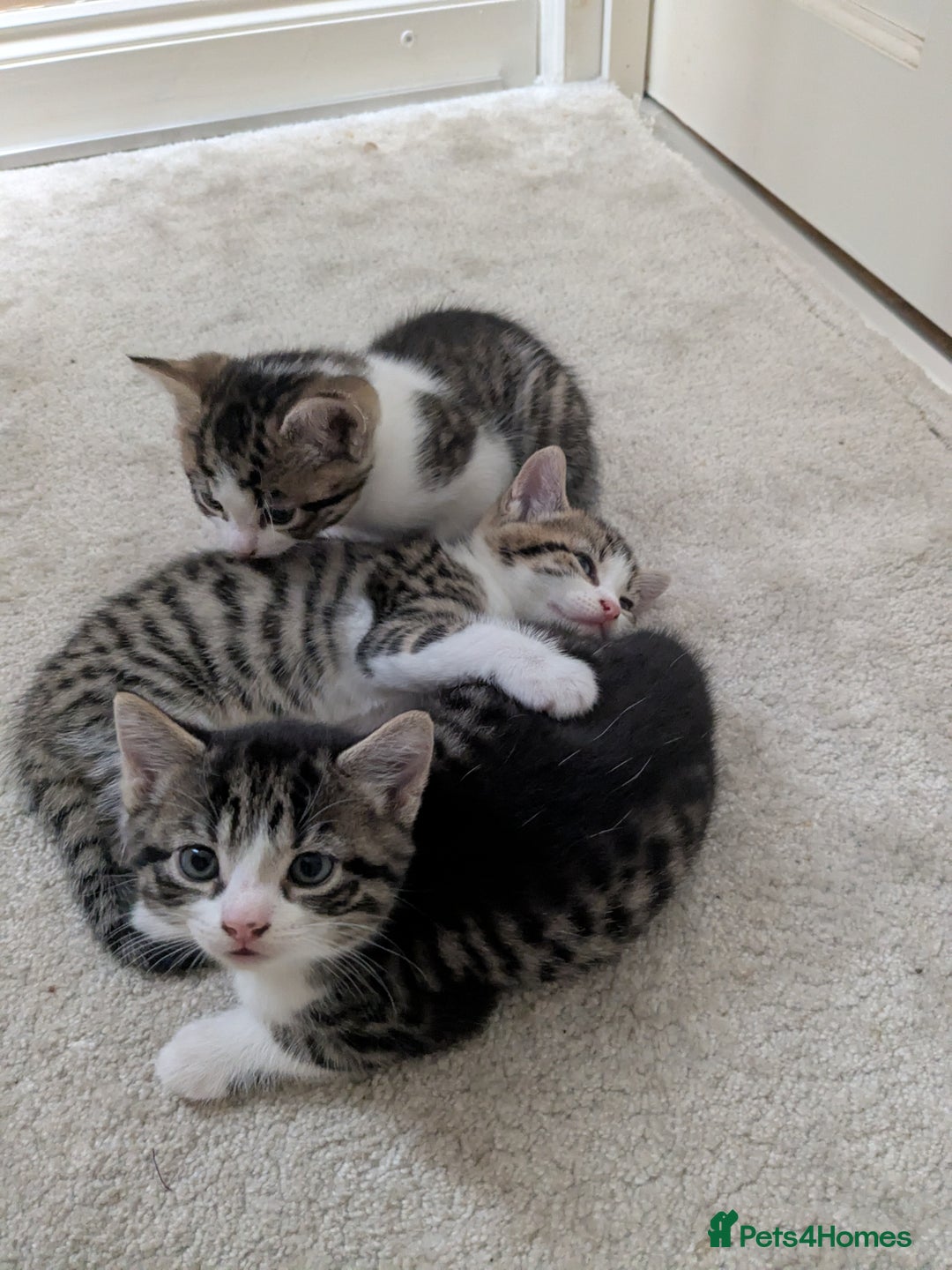 Mixed Breed cats for sale: Kittens looking for a loving home! - Image 5