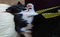 Mixed Breed cats for sale: Kittens - Advert 7