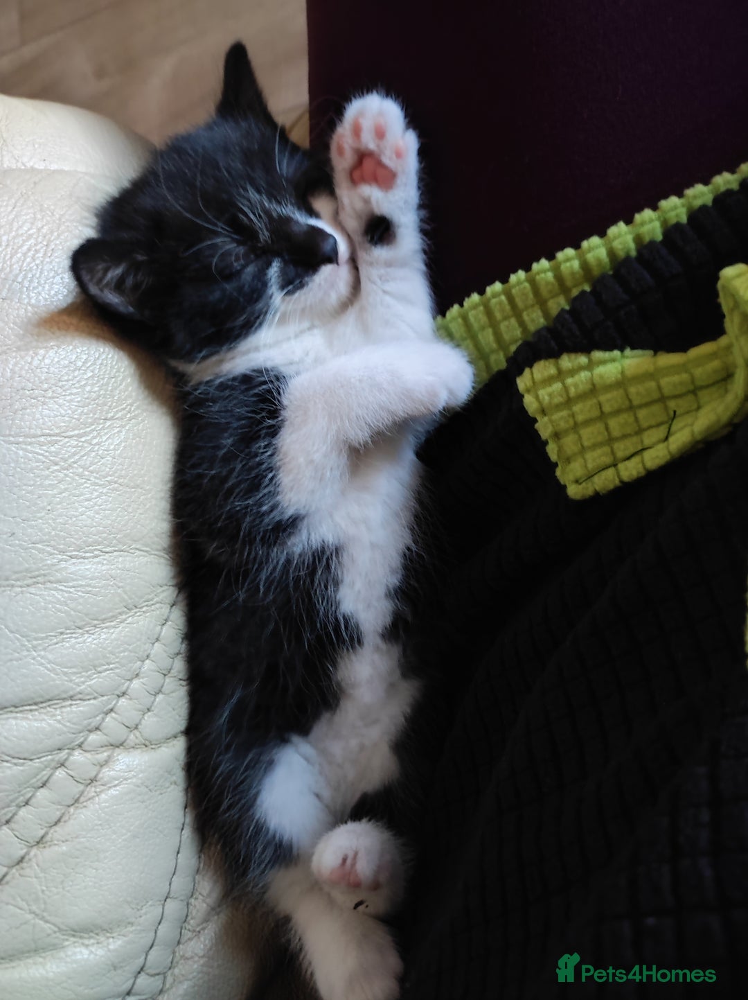 Mixed Breed cats for sale: Kittens - Advert 7