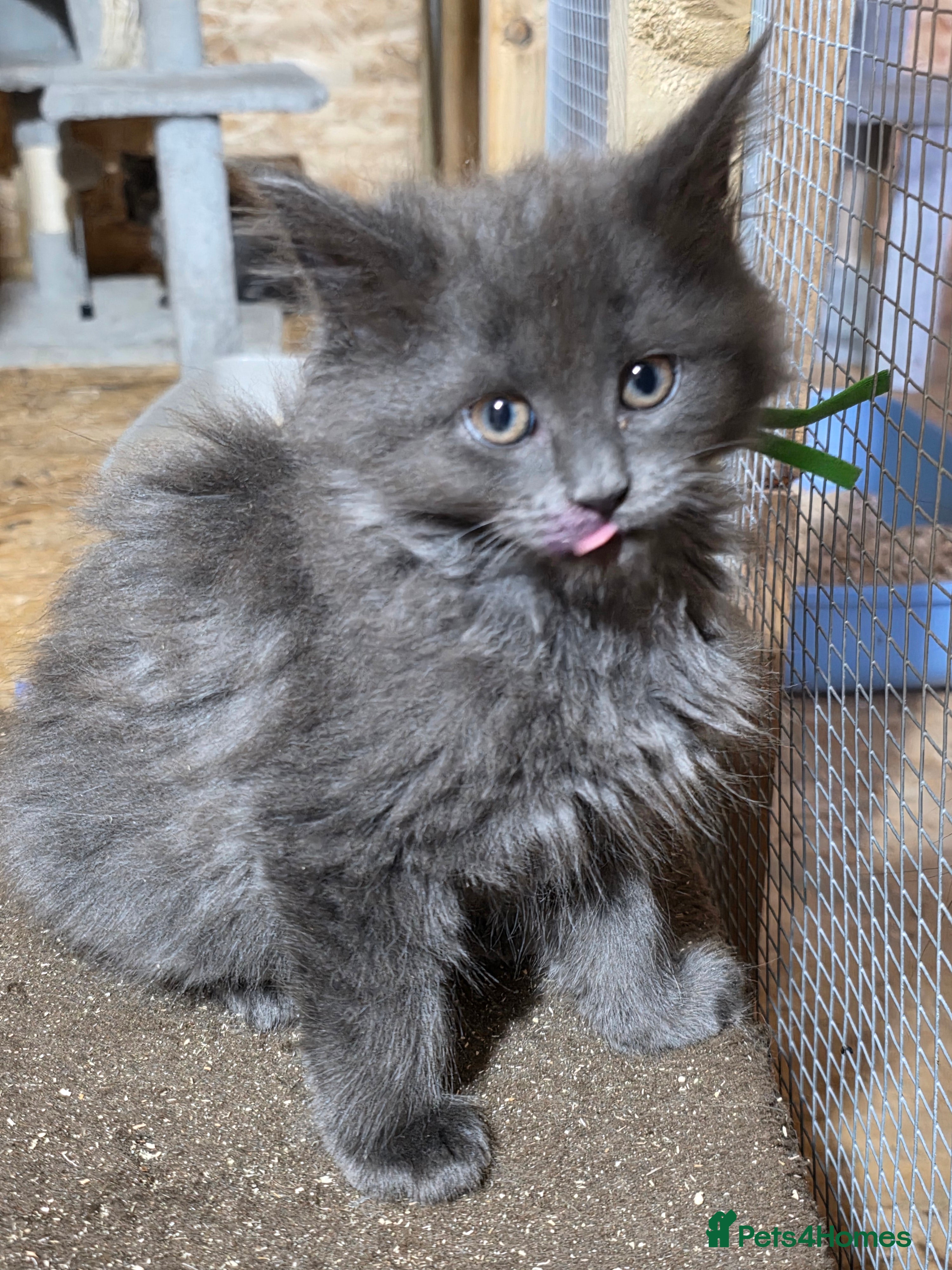 Maine Coon cats Pure Breed Maine Coone Kittens - Advert 1