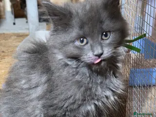 Maine Coon cats Pure Breed Maine Coone Kittens - Advert 2