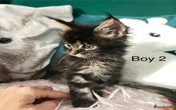 Maine Coon cats for sale: XXL Maine Coon kittens 🔥rare Black Smoke  - Image 17