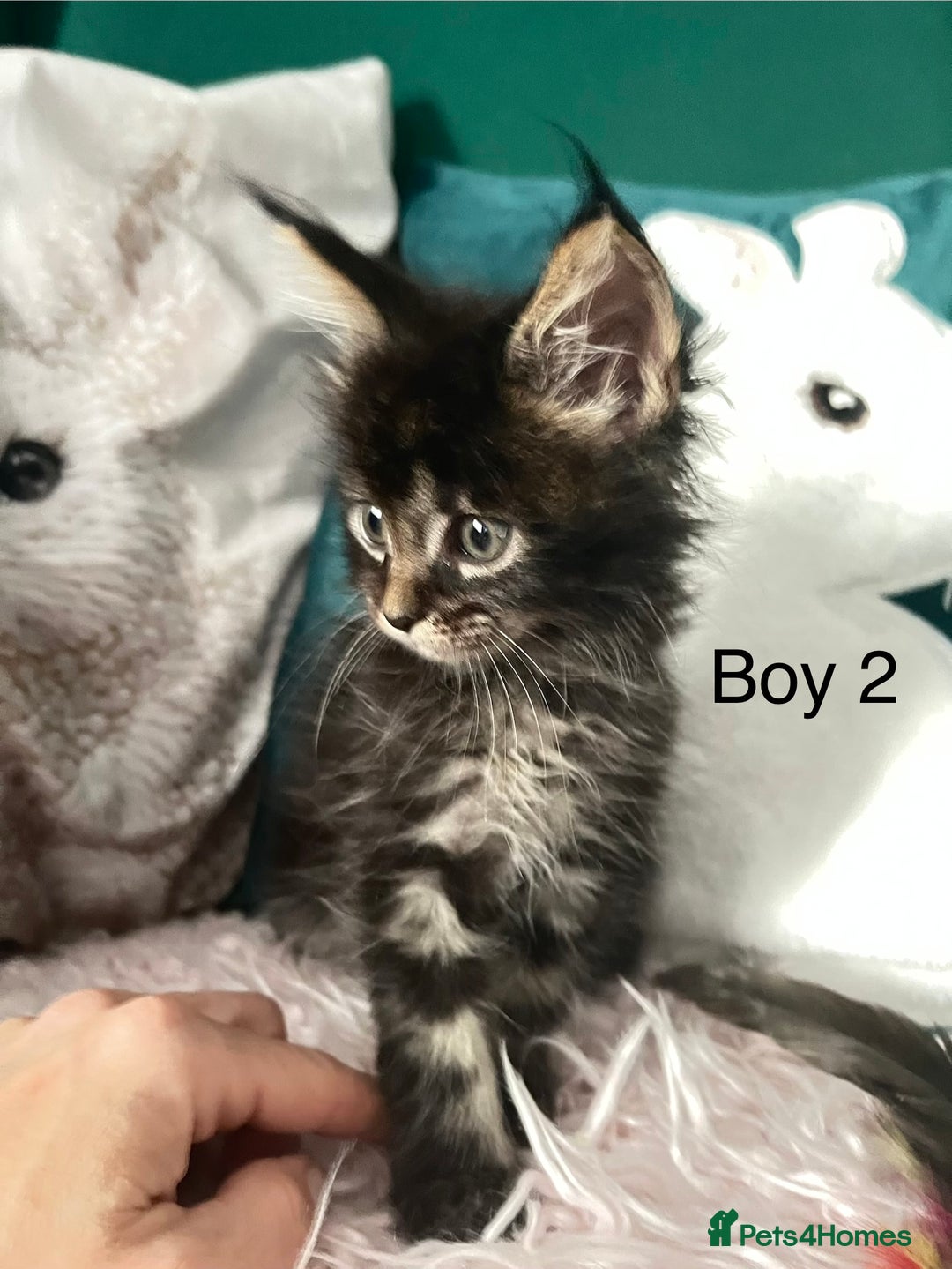 Maine Coon cats for sale: XXL Maine Coon kittens 🔥rare Black Smoke  - Image 17