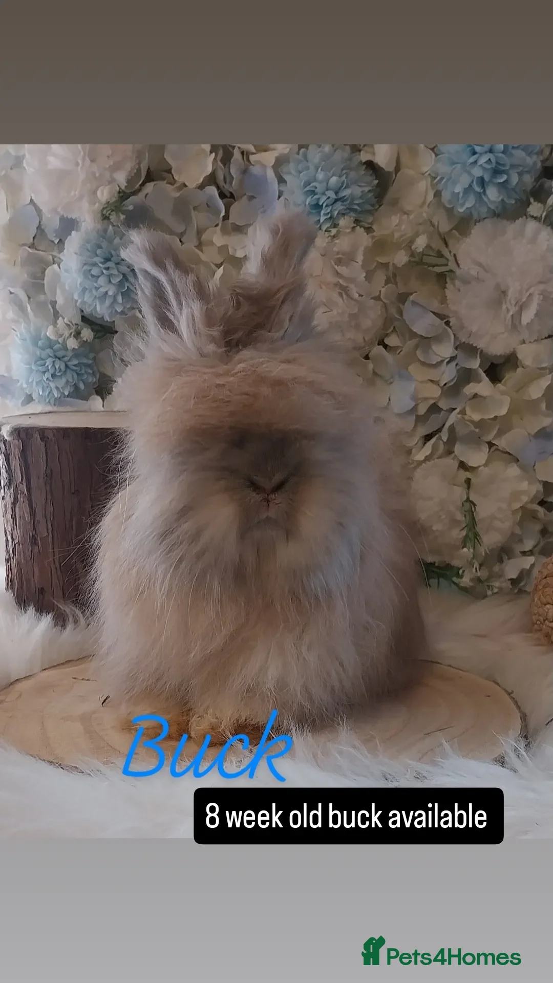 Angora rabbits 2 Beautiful Angora Ready Now  - Advert 2