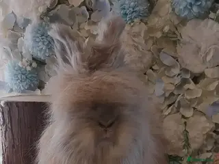 Angora rabbits 2 Beautiful Angora Ready Now - Advert 2