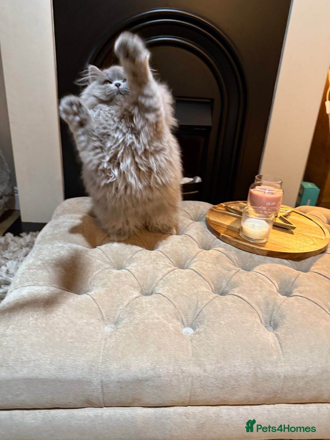 British Shorthair cats for sale: ⭐ Champion GGCF British longhair kitten ⭐  - Advert 3