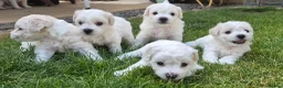 Bichon Frise dogs for sale: Bichon Frise 2 boys 3 girls - Advert 5