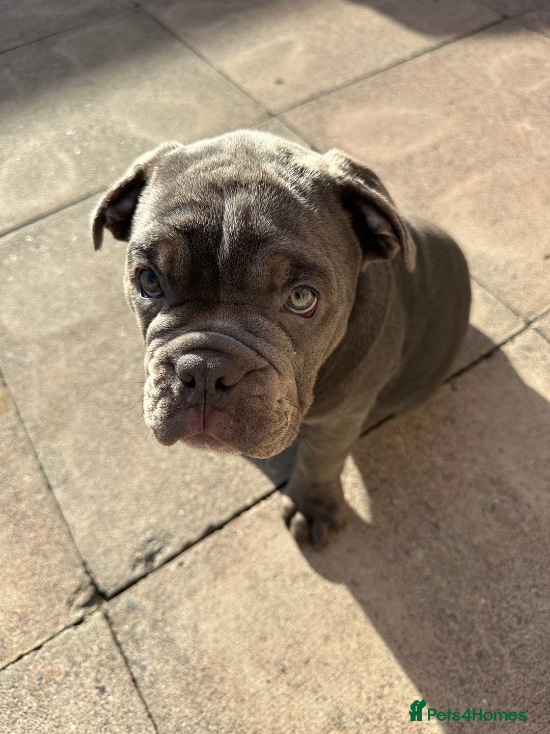 Olde English Bulldogge dogs for sale: 2 male gorgeous olde English Bulldogs - Advert 5