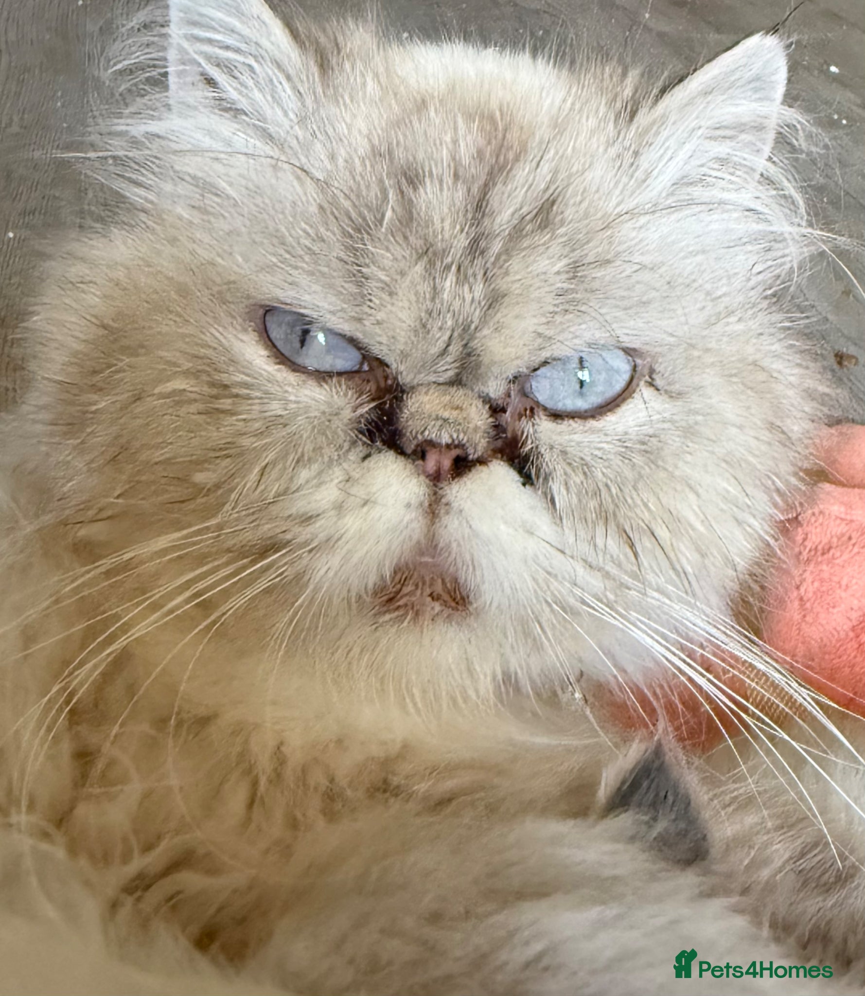 Persian cats Beautiful blue eyed  **  kittens - Advert 3