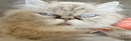 Persian cats for sale: Beautiful blue eyed  **  kittens in Bristol - Advert 1