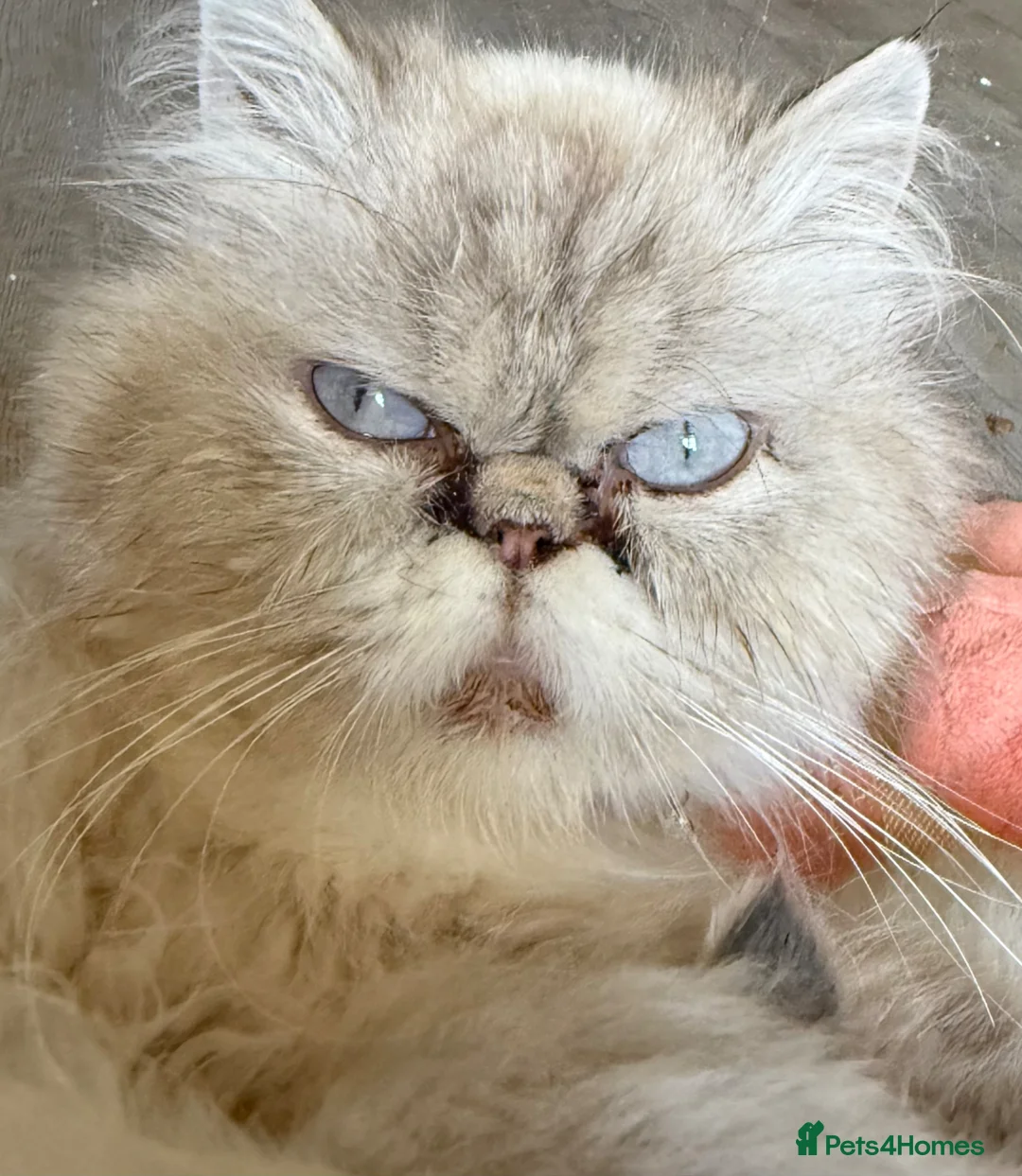 Persian cats for sale: Beautiful blue eyed  **  kittens in Bristol - Advert 1