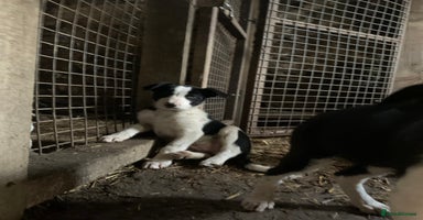 Border Collie dogs - Advert 4
