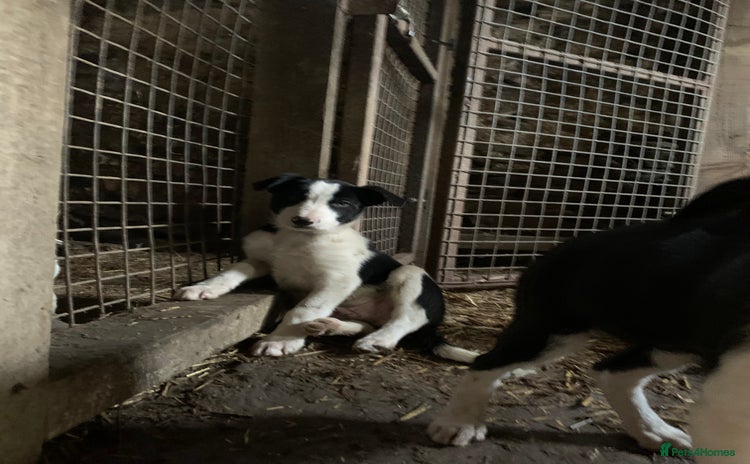 Border Collie dogs - Advert 2