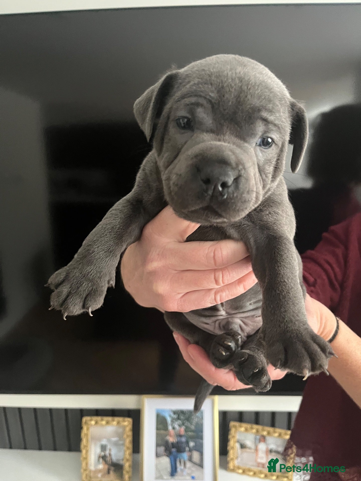 Staffordshire Bull Terrier dogs for sale: Blue Staffordshire bull terriers  - Advert 2