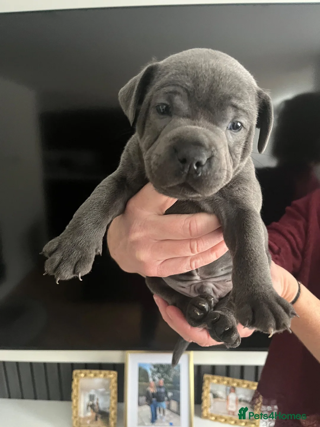 Staffordshire Bull Terrier dogs for sale: Blue Staffordshire bull terriers  - Advert 2