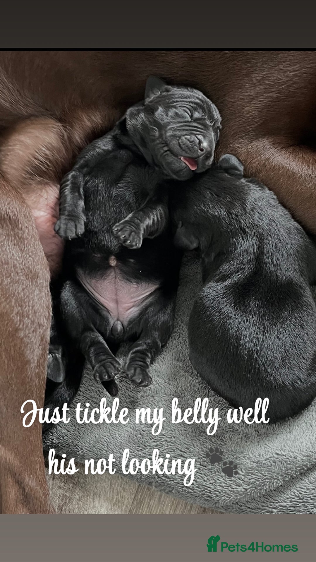 Labrador Retriever dogs for sale: Ready on 11th of December  - Image 4